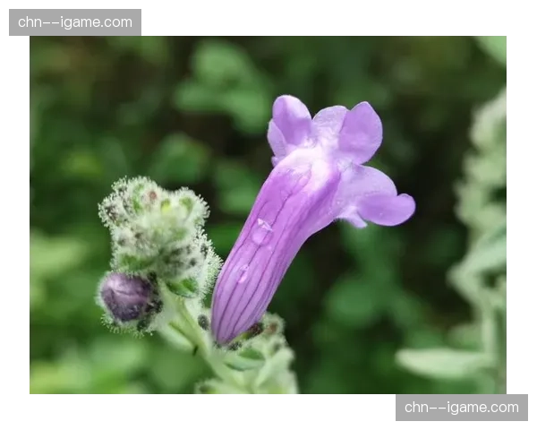 华盛顿神秘人老将艾琳娜·多恩透露，2026赛季可能是其职业生涯最后一季